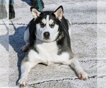 Small Photo #3 Huskies -Unknown Mix Puppy For Sale in Huntley, IL, USA