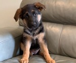 Puppy 10 German Shepherd Dog