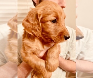 Goldendoodle Puppy for sale in BOGART, GA, USA