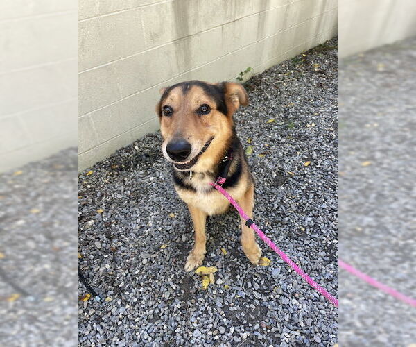 Medium Photo #16 German Shepherd Dog-Unknown Mix Puppy For Sale in Oakhurst, NJ, USA
