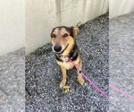 Small #15 German Shepherd Dog Mix