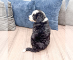 Small #3 Sheepadoodle
