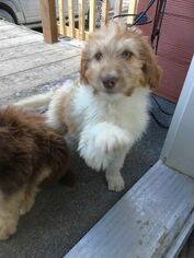 Labradoodle Puppy for sale in ALBUQUERQUE, NM, USA
