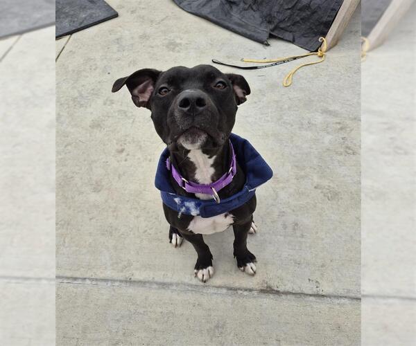 Medium Photo #1 Mutt Puppy For Sale in Elk Grove, CA, USA