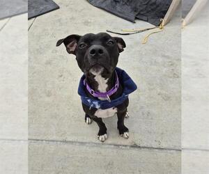 Mutt Dogs for adoption in Elk Grove, CA, USA