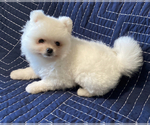 Small Photo #2 Pomeranian Puppy For Sale in MARYSVILLE, WA, USA