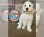 Goldie - Female Portuguese Water Dog Puppy for Sale - Photo #2
