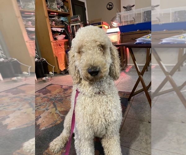 Medium Photo #1 Poodle (Standard) Puppy For Sale in LADY LAKE, FL, USA