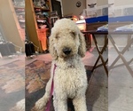 Small Photo #1 Poodle (Standard) Puppy For Sale in LADY LAKE, FL, USA