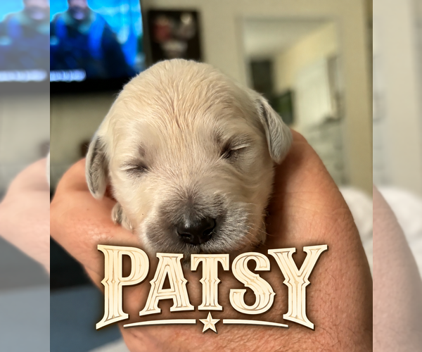 Medium Photo #13 Goldendoodle Puppy For Sale in COCOA, FL, USA