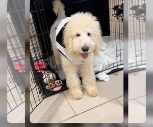 Goldendoodle Puppy for sale in HOLBROOK, MA, USA