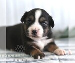 Small #5 Miniature Australian Shepherd