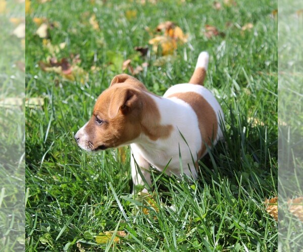 Medium Photo #2 Jack Russell Terrier Puppy For Sale in LEBANON, PA, USA