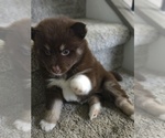 Puppy Dots Pomsky