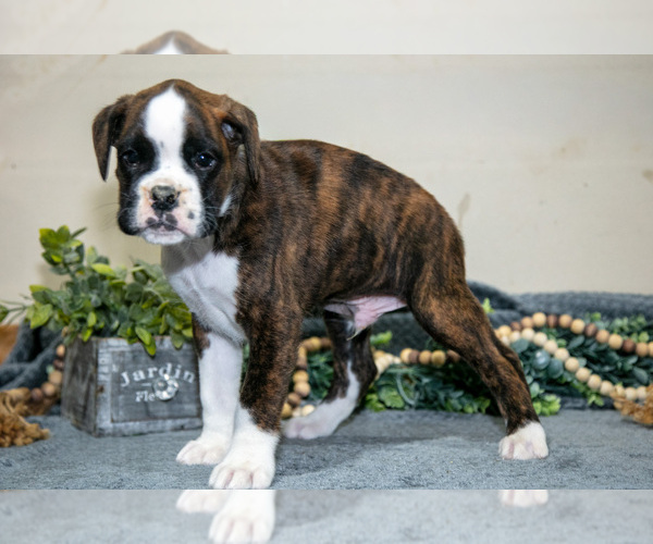 Medium Photo #3 Boxer Puppy For Sale in NASHVILLE, MI, USA