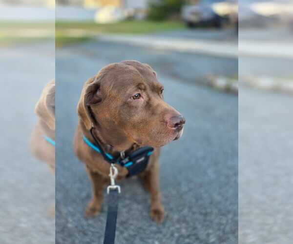 Medium Photo #2 Chocolate Labrador retriever-Unknown Mix Puppy For Sale in Rockaway, NJ, USA