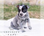 Small #3 Australian Cattle Dog