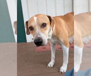 Labrador Retriever-Unknown Mix Dogs for adoption in The Woodlands, TX, USA