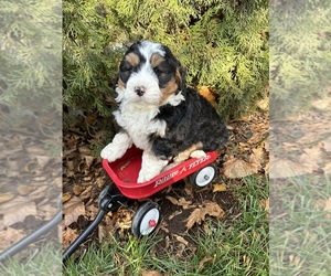 Miniature Bernedoodle Puppy for sale in MIDDLEBURY, IN, USA