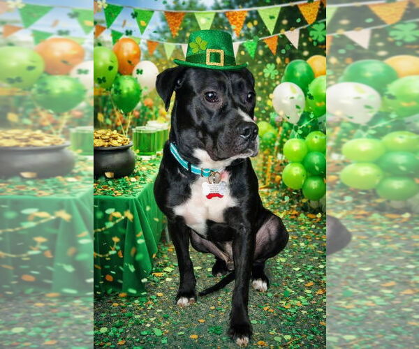 Medium Photo #1 Mutt Puppy For Sale in Myrtle Beach, SC, USA