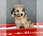 Small #1 Aussiedoodle