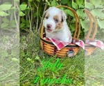 Puppy July Australian Shepherd