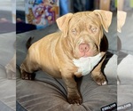 Small #2 American Bully