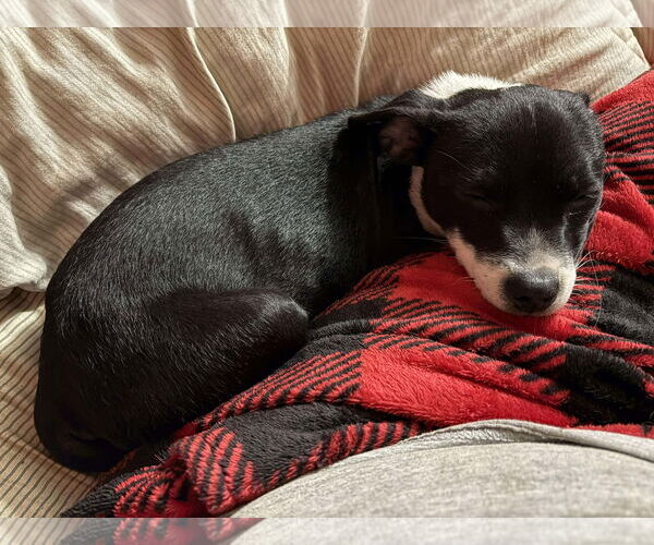 Medium Photo #4 Boston Terrier-Unknown Mix Puppy For Sale in Overland Park, KS, USA