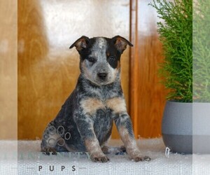 Australian Cattle Dog Puppy for sale in ATGLEN, PA, USA