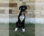 Small #2 Great Dane Mix