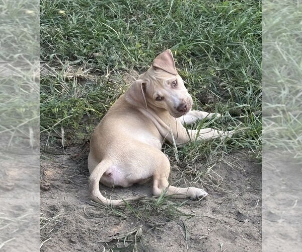 Medium Photo #14 American Pit Bull Terrier-American Staffordshire Terrier Mix Puppy For Sale in Wenonah, NJ, USA