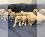Small Photo #4 Goldendoodle Puppy For Sale in ROCKWALL, TX, USA