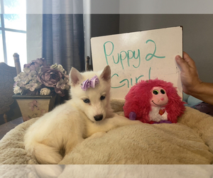 Siberian Husky Puppy for sale in HESPERIA, CA, USA