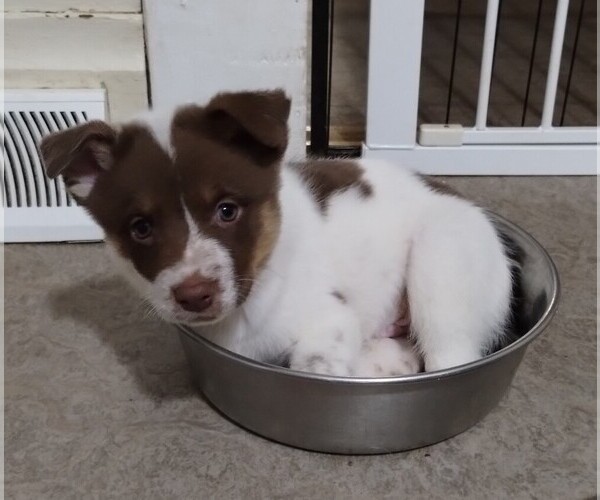 Medium Photo #1 Texas Heeler Puppy For Sale in LAURENS, SC, USA