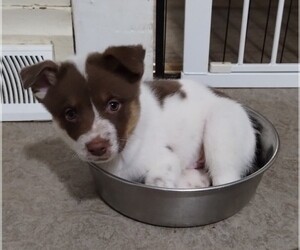 Texas Heeler Puppy for sale in LAURENS, SC, USA