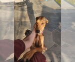 Small #8 Great Dane-Rhodesian Ridgeback Mix
