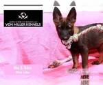 Small Photo #15 German Shepherd Dog Puppy For Sale in MUNDELEIN, IL, USA