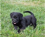 Puppy Josie Double Doodle