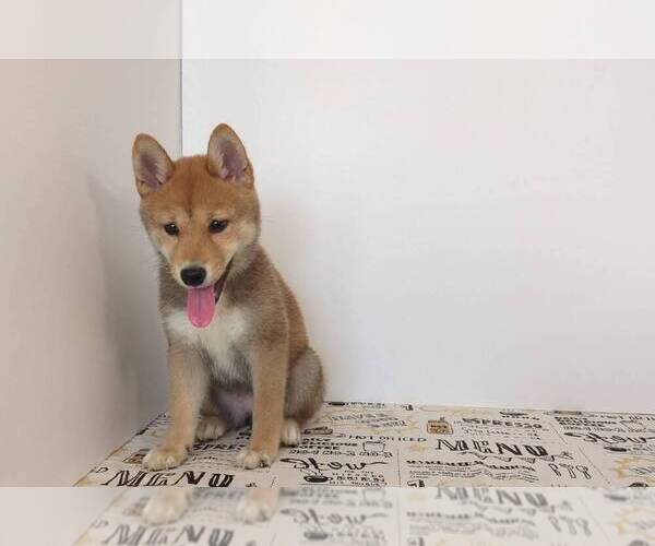 Medium Photo #2 Shiba Inu Puppy For Sale in SAN DIEGO, CA, USA