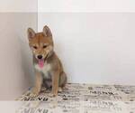Small Photo #2 Shiba Inu Puppy For Sale in SAN DIEGO, CA, USA