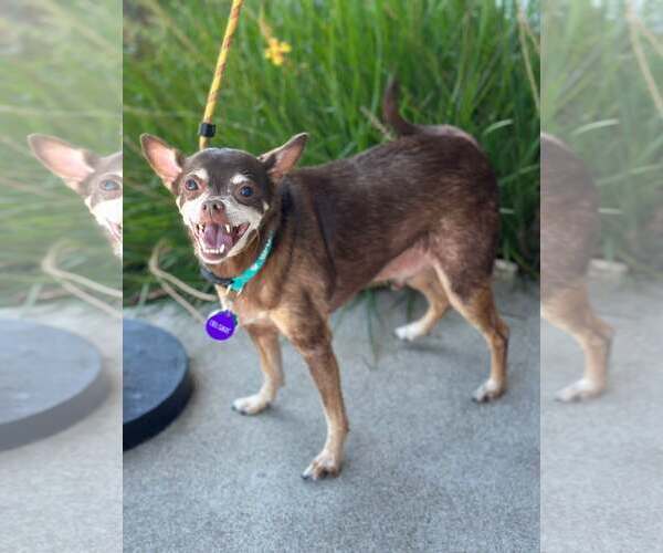 Medium Photo #2 Chihuahua-Unknown Mix Puppy For Sale in Pittsburg, CA, USA