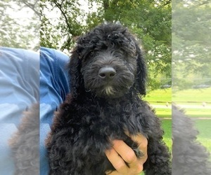 Goldendoodle Puppy for sale in CO BLUFFS, IA, USA
