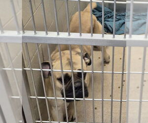 Boxer-Mastiff Mix Dogs for adoption in Decatur, IL, USA