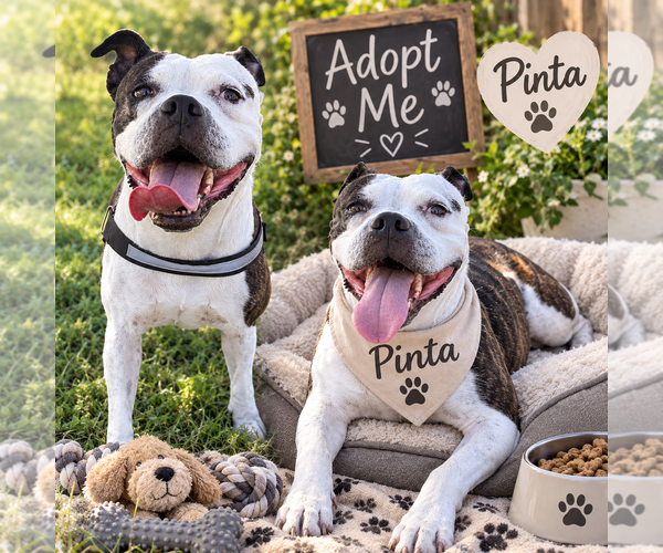 Medium Photo #2 Mutt Puppy For Sale in Queen Creek, AZ, USA