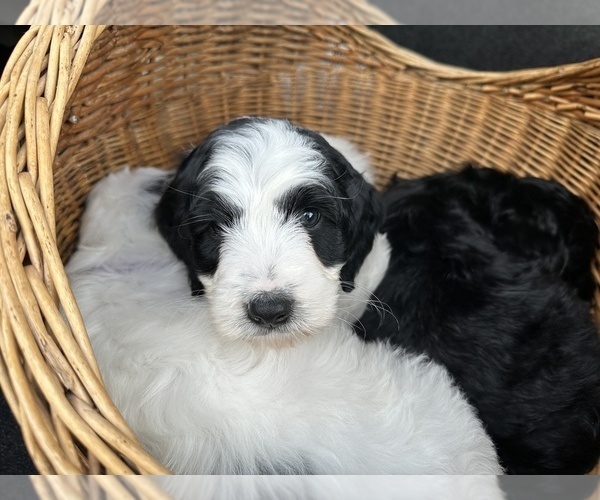 Medium Photo #12 Aussiedoodle Puppy For Sale in BREMERTON, WA, USA