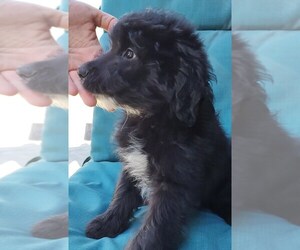 Aussiedoodle Puppy for sale in MARION, TX, USA