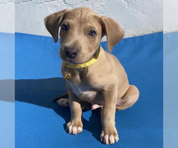 Medium Photo #15 Labrador Retriever-Unknown Mix Puppy For Sale in San Diego, CA, USA