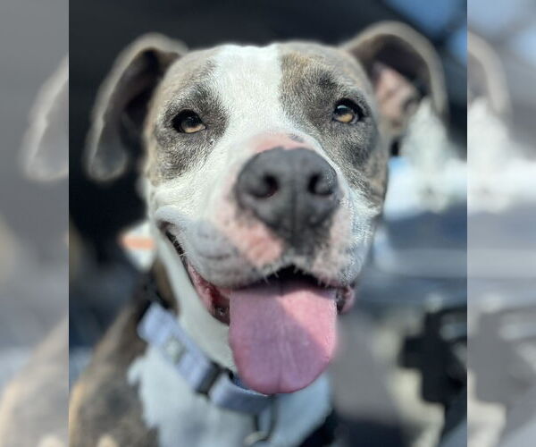 Medium Photo #5 American Staffordshire Terrier-Unknown Mix Puppy For Sale in Decatur, GA, USA