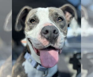 Pretty Princess FOSTER NEEDED TOO! - Female American Staffordshire Terrier-Unknown Mix Dog for Adoption - Photo #5
