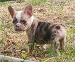 Puppy Lil bean French Bulldog